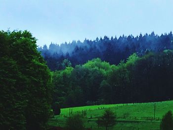 Scenic view of forest against clear sky