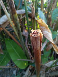 Close-up of plant