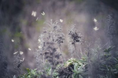 Close-up of flowering plant on land