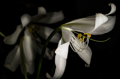 Close-up of flowers against blurred background