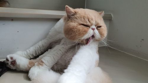 Close-up of a cat resting at home