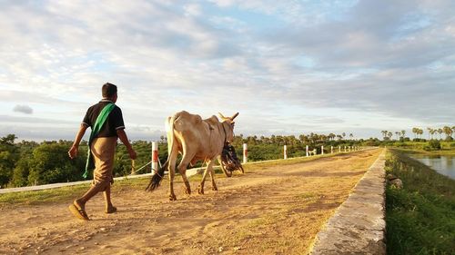 Rear view of man walking with cow on dirt road against cloudy sky