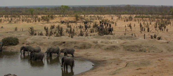 Panoramic view of elephant on land