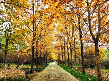 Road amidst trees during autumn