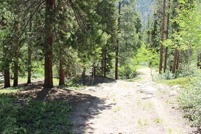 View of pine trees in forest