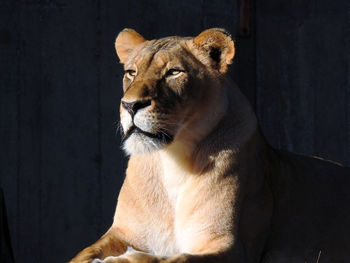 Close-up portrait of lion