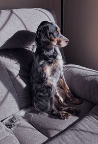 Dog sitting on bed at home