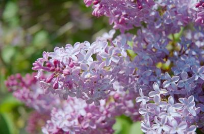 Close-up of pink flowering plant