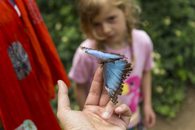 Close-up of human hand holding butterfly