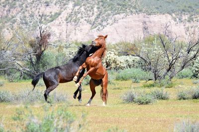 Horse running in a meadow