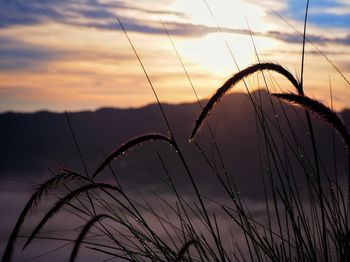 Close-up of silhouette plants on field against sky during sunset