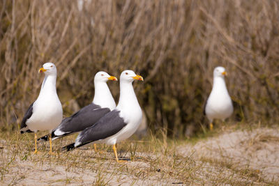 Seagulls perching on a field