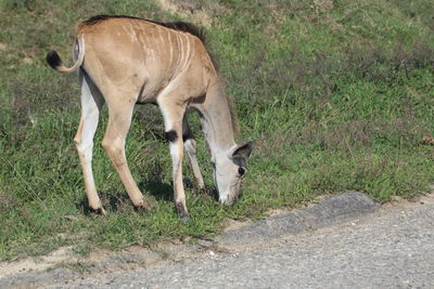 Horse grazing in a field
