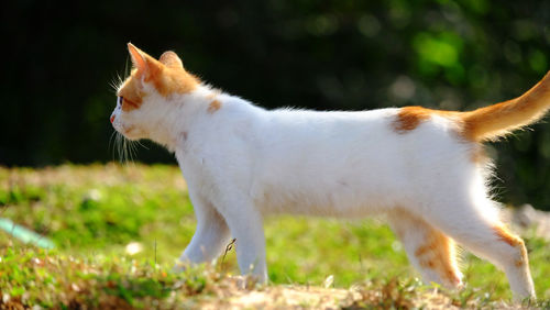 Side view of a cat on field