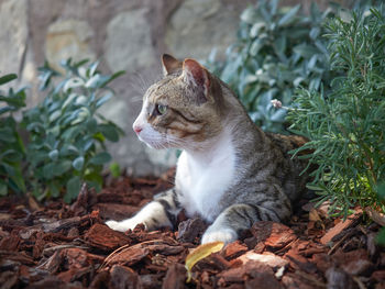 Cat looking away on field