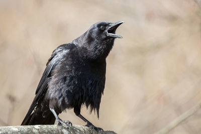 American crow vocalizing 