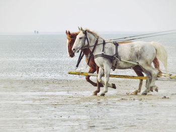 Horse on beach against sea