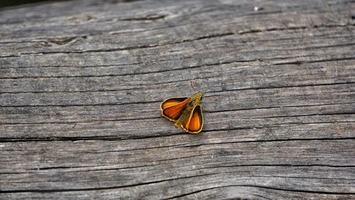 High angle view of orange leaf on wooden plank