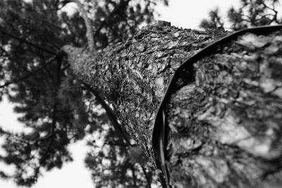 Close-up of tree trunk against sky