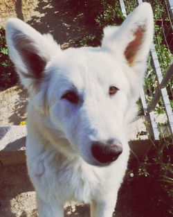 Close-up portrait of white dog