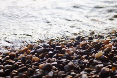 Surface level of pebble beach