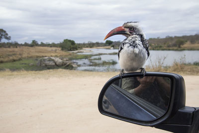 Bird perching on a car