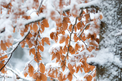 Close-up of frozen plant on field during winter