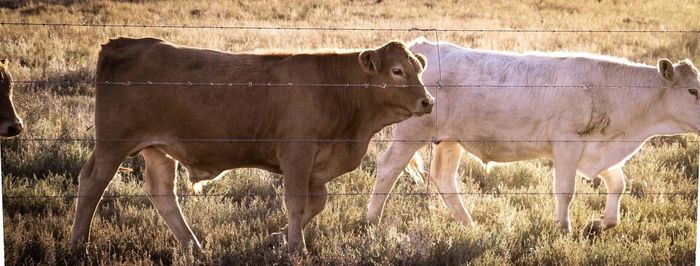 Horse standing in fence