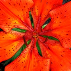 Full frame shot of orange day