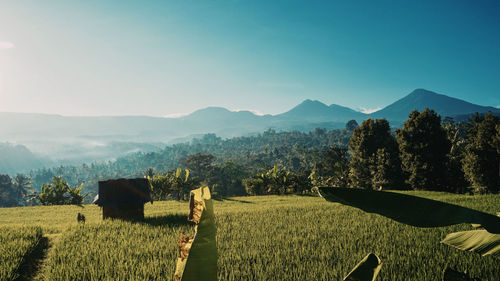 Scenic view of agricultural field against clear sky