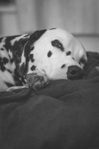 Close-up of dog relaxing at home