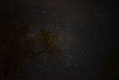 Low angle view of trees against sky at night