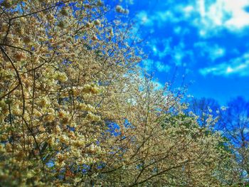 Low angle view of trees against blue sky