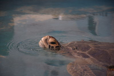 Close-up of turtle swimming in sea