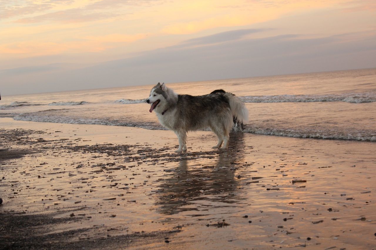 domestic animals, mammal, animal themes, one animal, pets, sky, sea, beach, dog, water, sand, horizon over water, side view, standing, full length, sunset, cloud - sky, nature, shore, tranquil scene