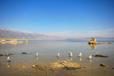 Seagulls on sea shore against clear sky