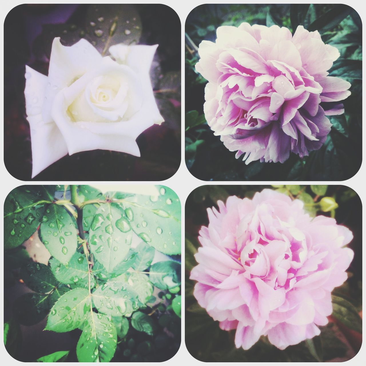 flower, freshness, indoors, petal, fragility, transfer print, flower head, rose - flower, close-up, pink color, high angle view, beauty in nature, auto post production filter, rose, nature, table, leaf, white color, no people, directly above