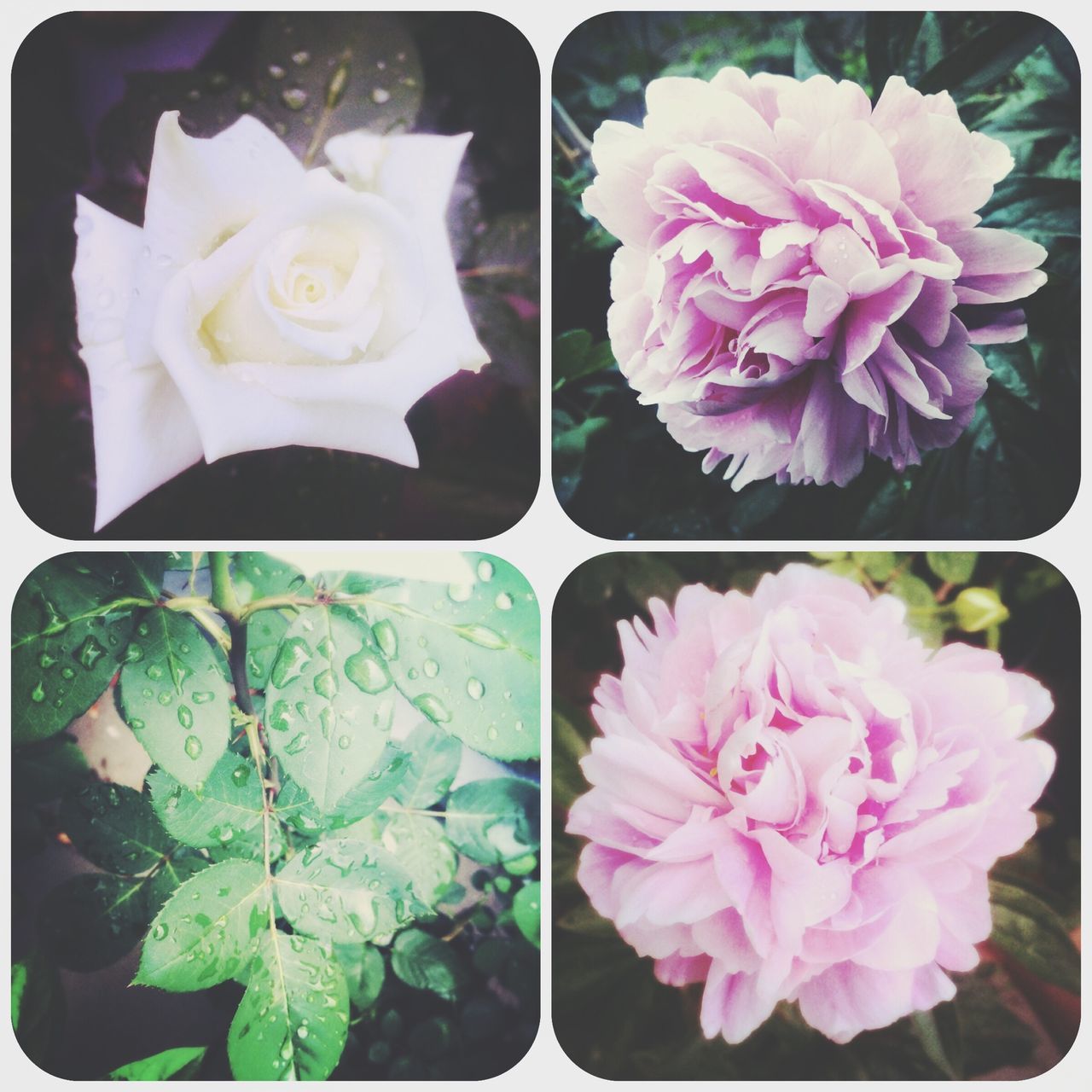 Peonies #roses