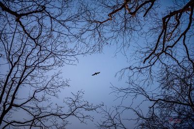 Low angle view of birds flying against sky