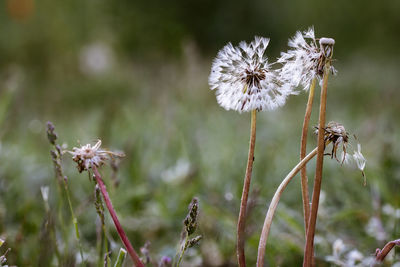 Close-up of wilted dandelion flower on field