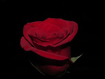 Close-up of red rose against black background