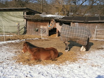 Horse on field in winter