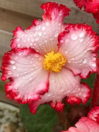 Close-up of wet red hibiscus blooming outdoors