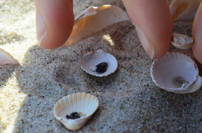 Low section of person holding shells on sand