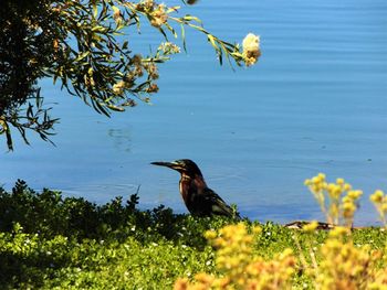 Bird perching on flower