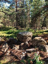 View of trees in forest