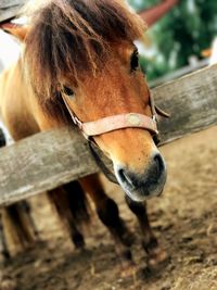 Close-up of horse