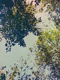 Low angle view of trees against clear sky