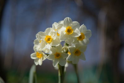 Close-up of white flowering plant