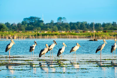 Flock of birds in lake